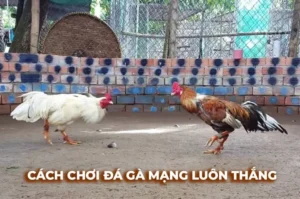 Đá Gà Sabong Tại RikVip Khám Phá Trường Đấu Philippines Với Những Kèo Cược Đẳng Cấp