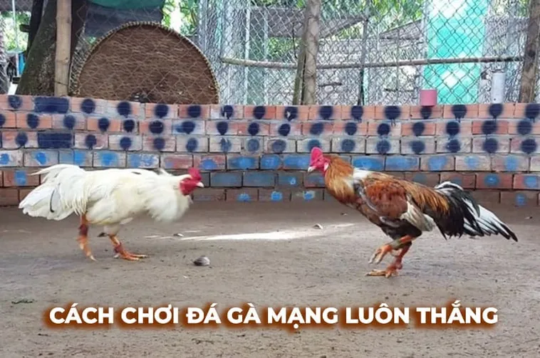Đá Gà Sabong Tại RikVip Khám Phá Trường Đấu Philippines Với Những Kèo Cược Đẳng Cấp